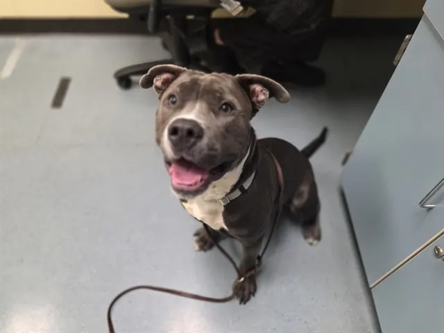 Adoptable Dog