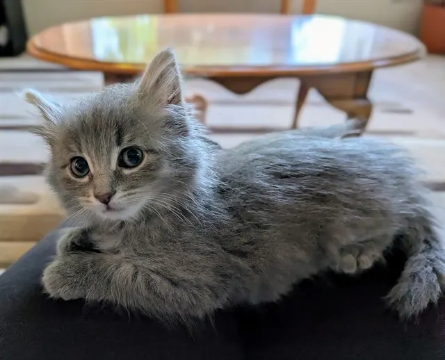 Pippa