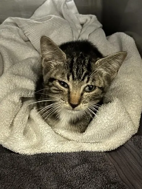 Taz