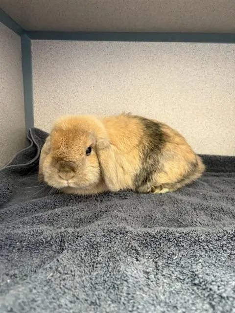 Cinnabon