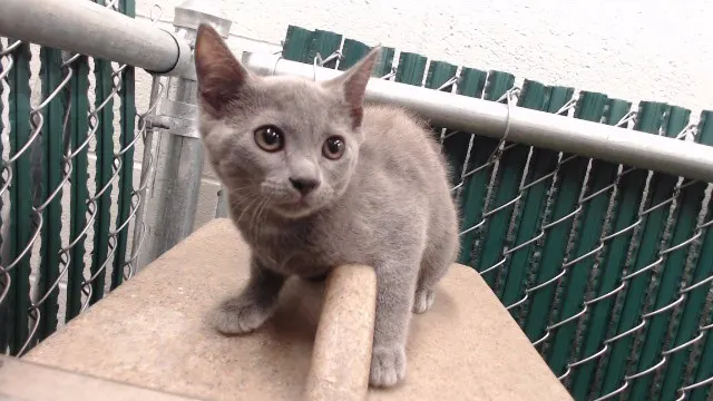 Pia