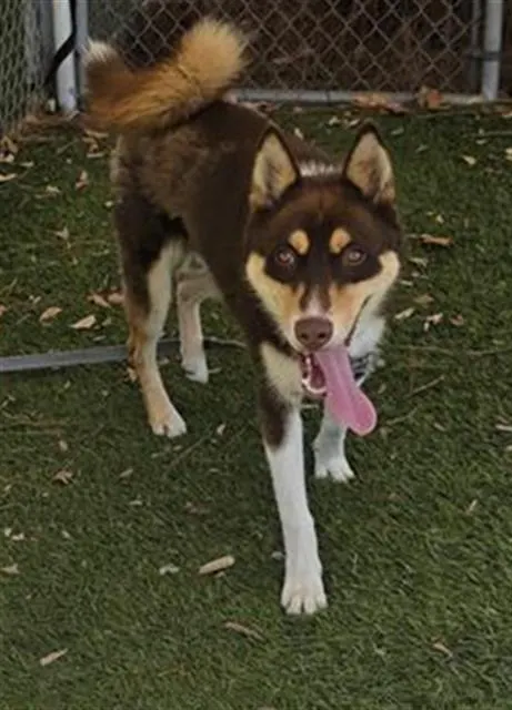 Aspen