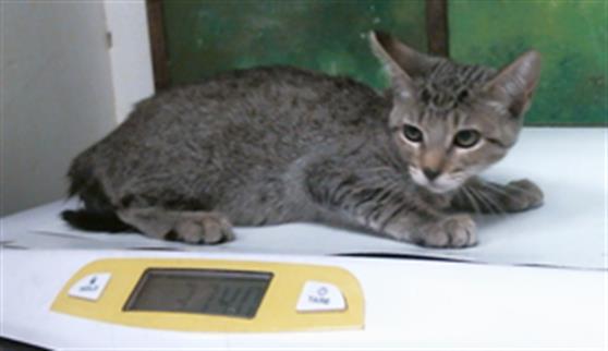 Adoptable Cat