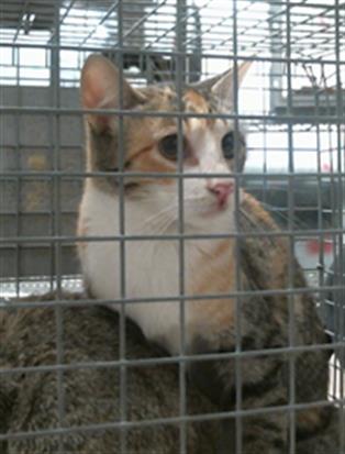 Adoptable Cat