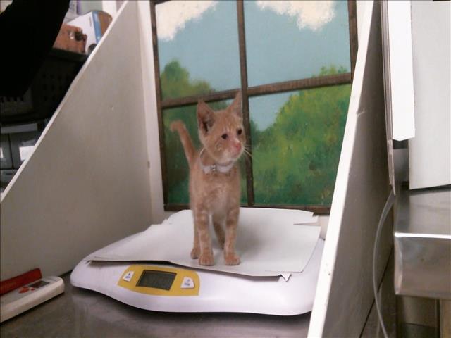 Adoptable Cat
