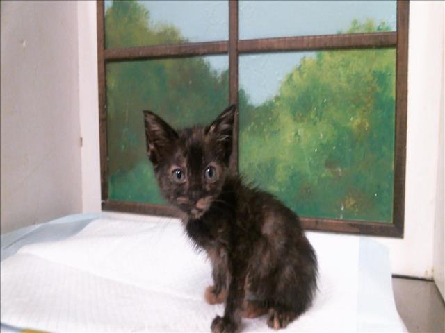 Adoptable Cat