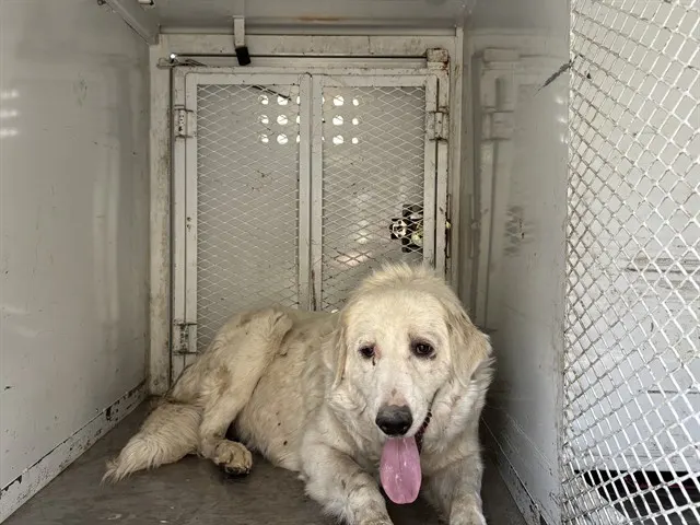 Adoptable Dog
