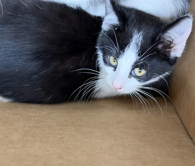 Adoptable Cat