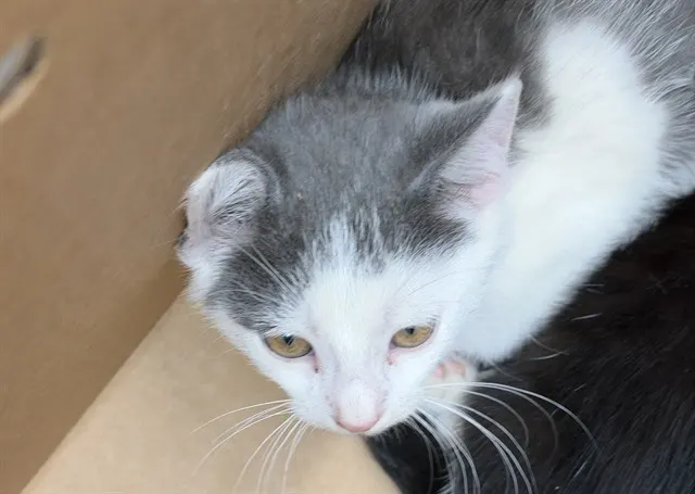 Adoptable Cat