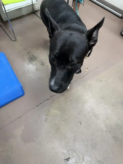 Adoptable Dog