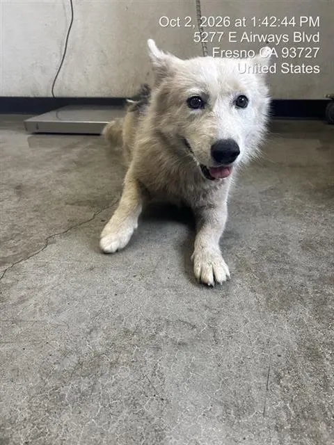 Adoptable Dog