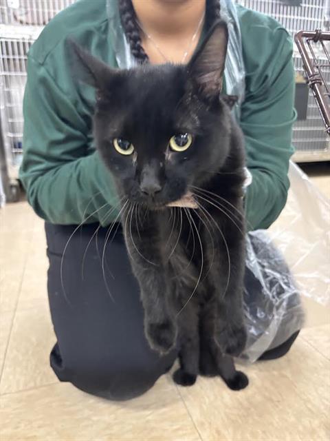 Baka