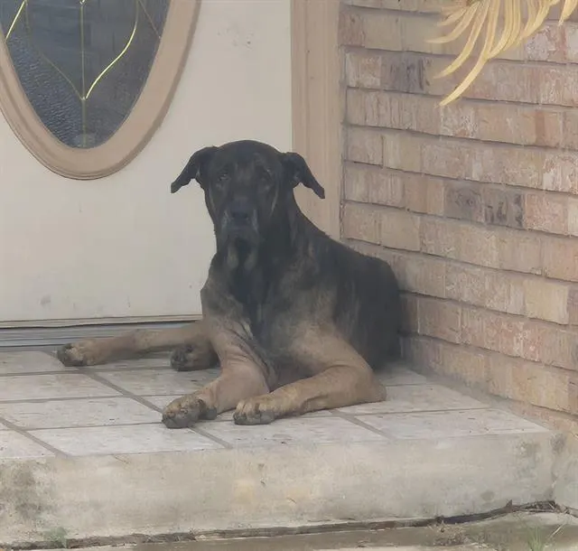 Bo