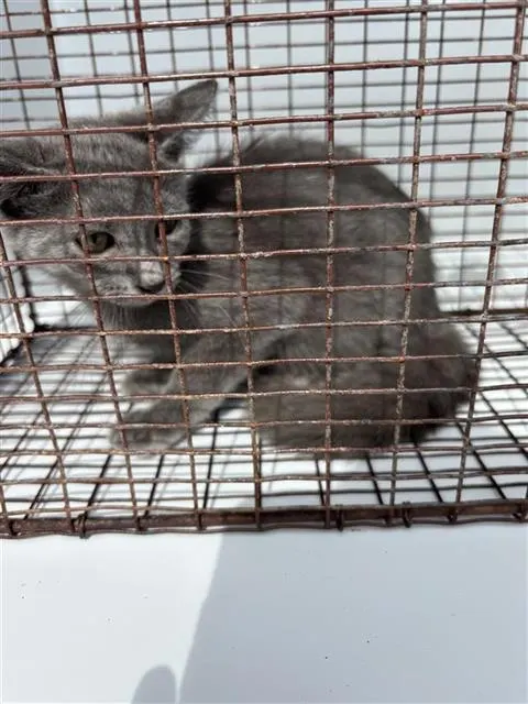 Adoptable Cat