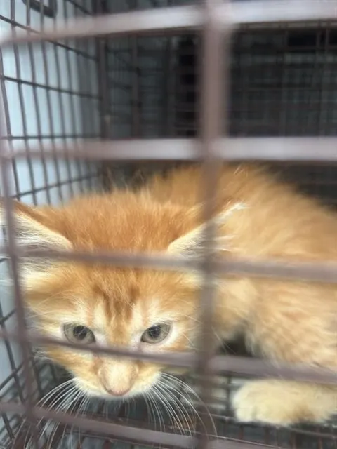 Adoptable Cat