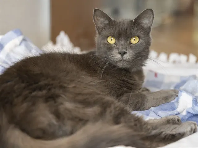 Kitty