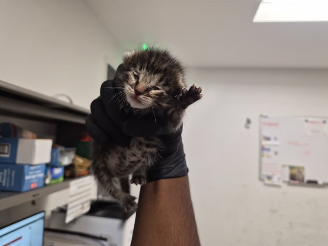 Adoptable Cat