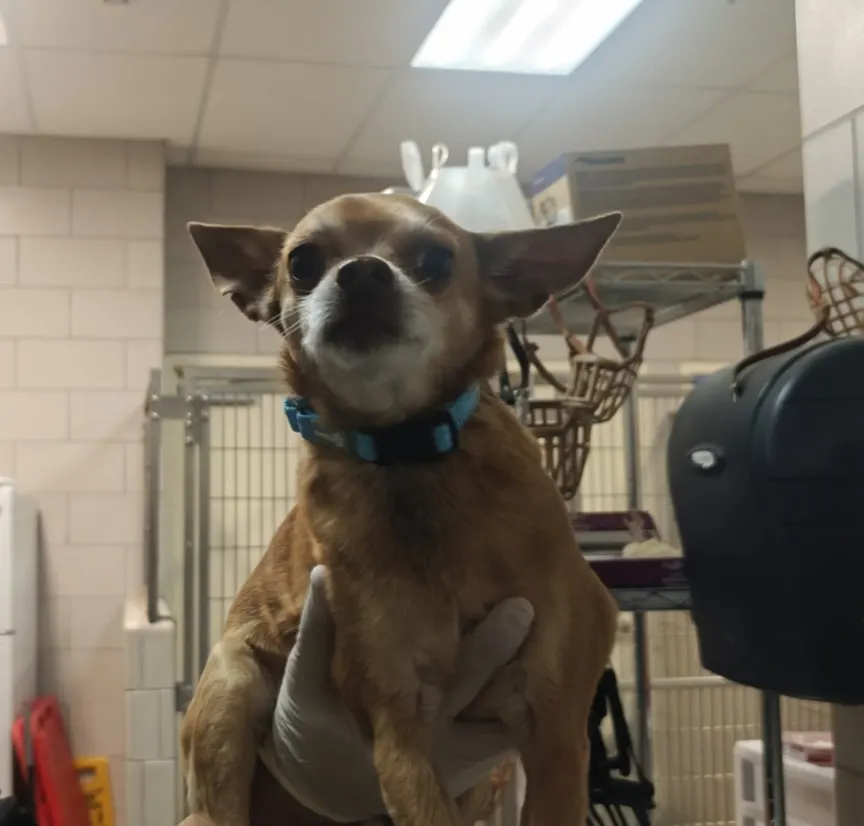 Adoptable Dog