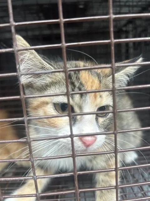 Adoptable Cat