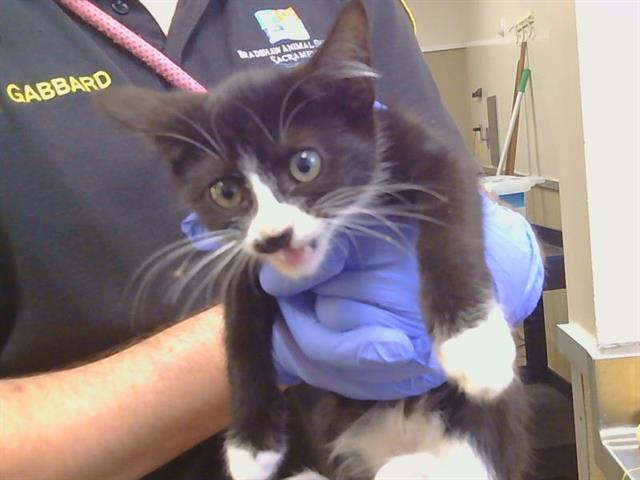 Adoptable Cat