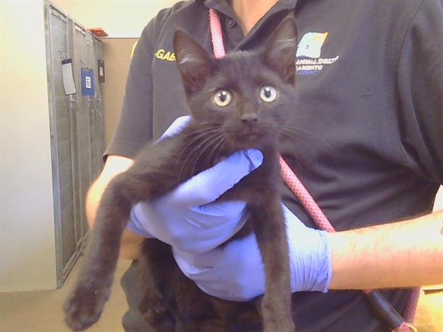 Adoptable Cat