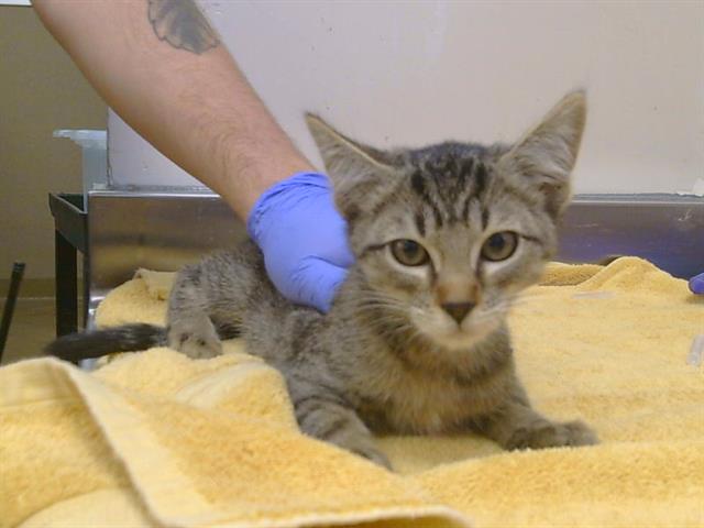 Adoptable Cat