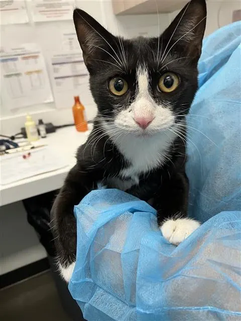 Adoptable Cat