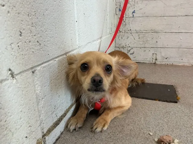 Taz