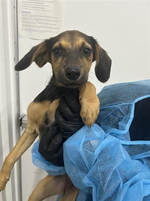 Adoptable Dog