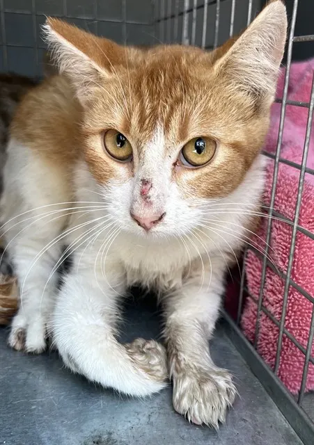 Adoptable Cat