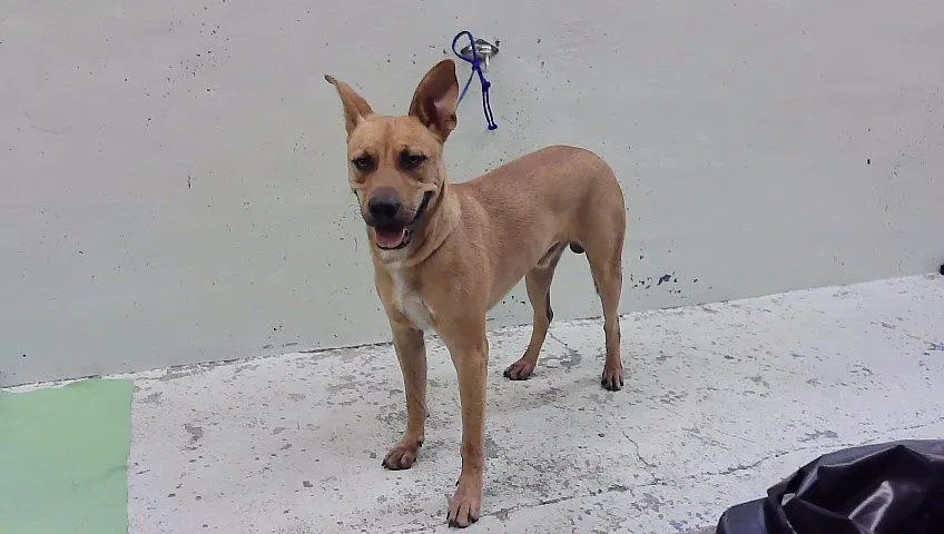Scooby Doo
