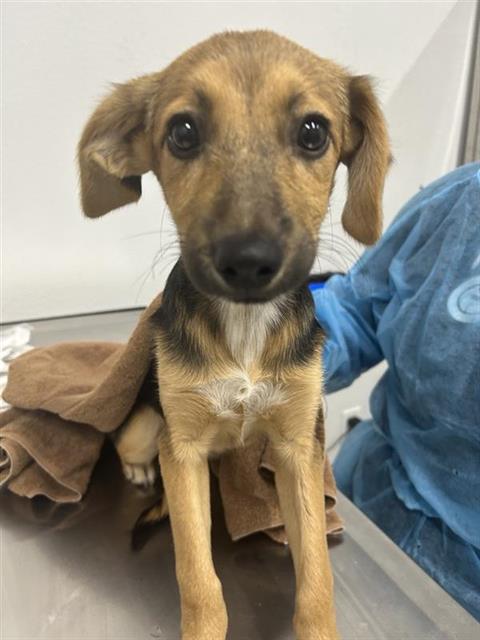 Adoptable Dog