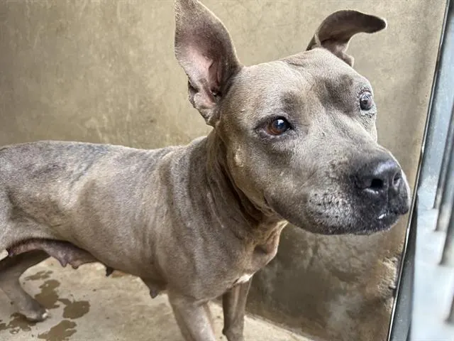 Adoptable Dog