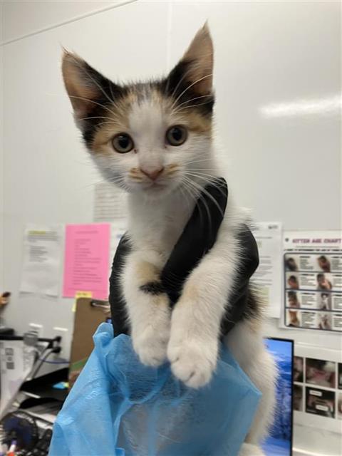 Adoptable Cat