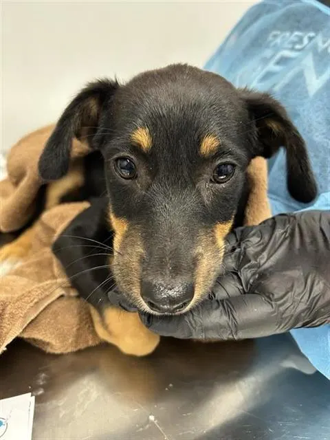 Adoptable Dog