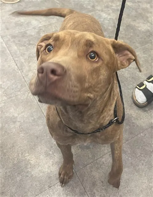 Athena