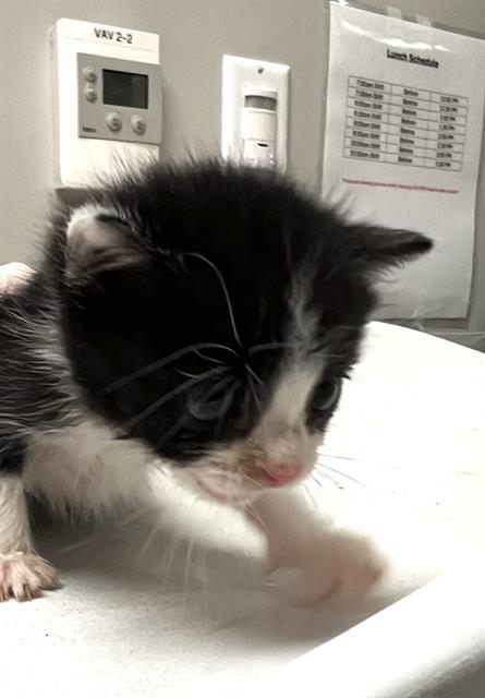 Oliver