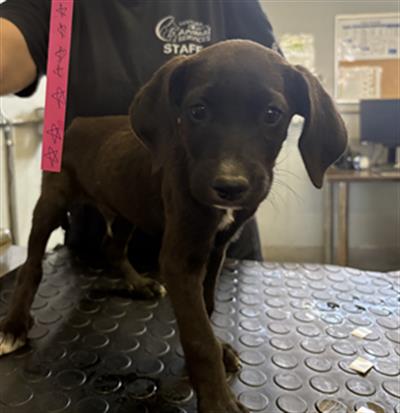 Adoptable Dog