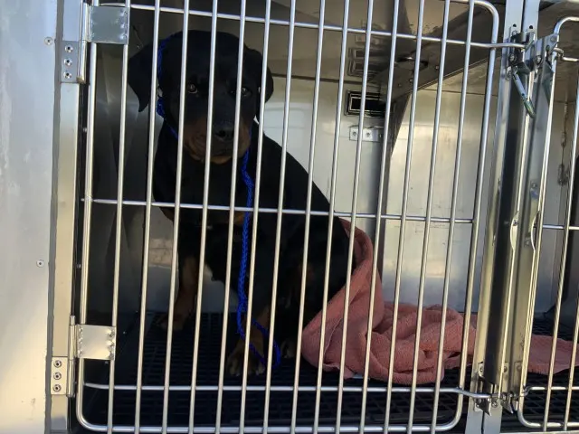 Adoptable Dog