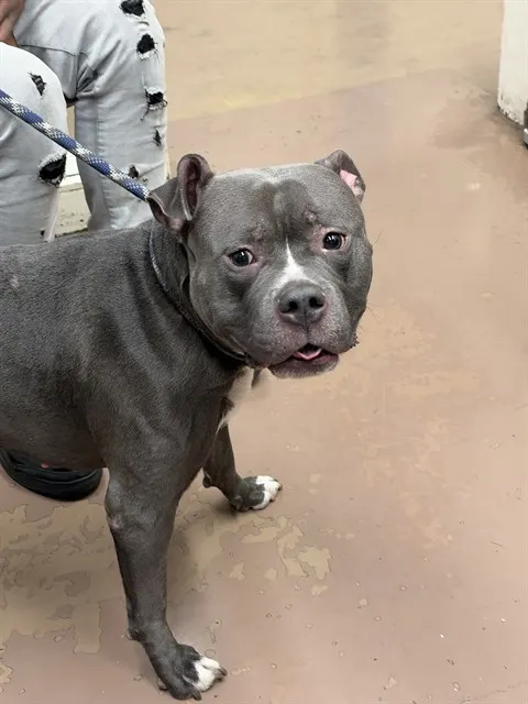 Adoptable Dog