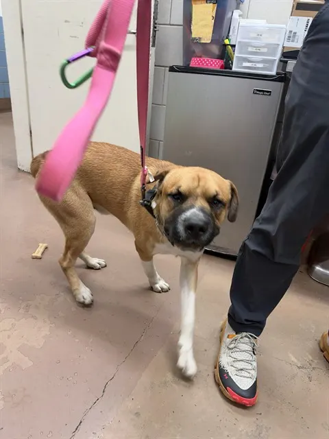 Adoptable Dog