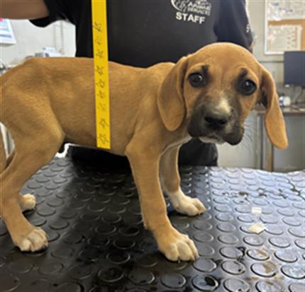 Adoptable Dog
