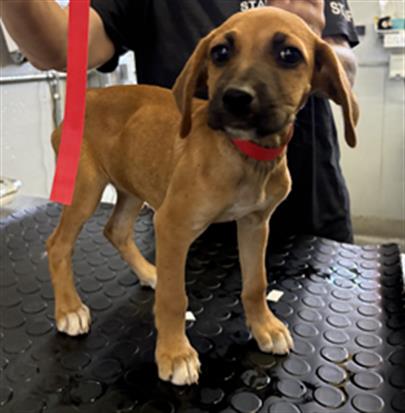 Adoptable Dog
