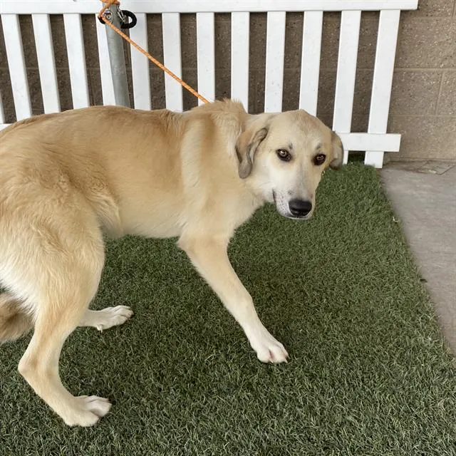 Adoptable Dog