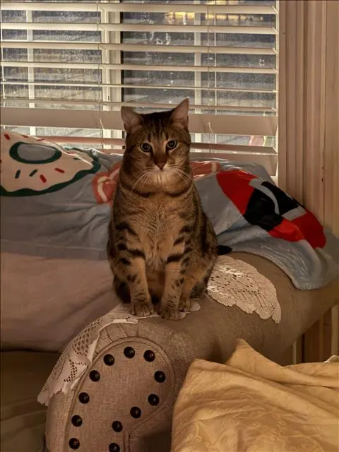 Napo
