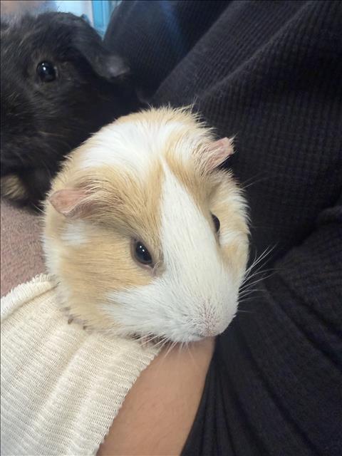 Caramel