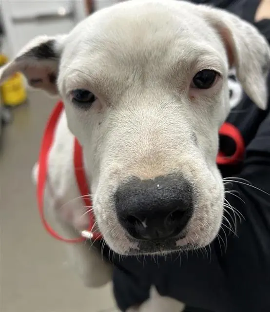 Adoptable Dog