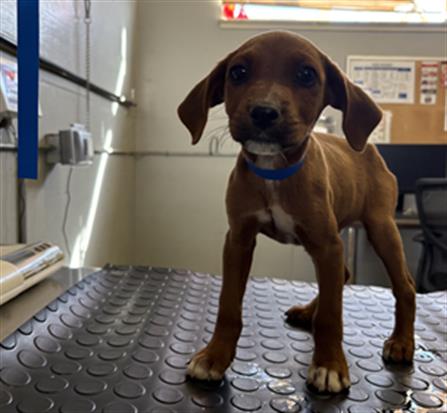 Adoptable Dog
