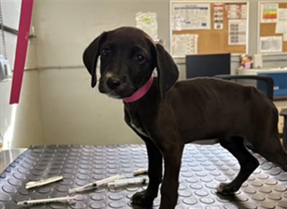Adoptable Dog