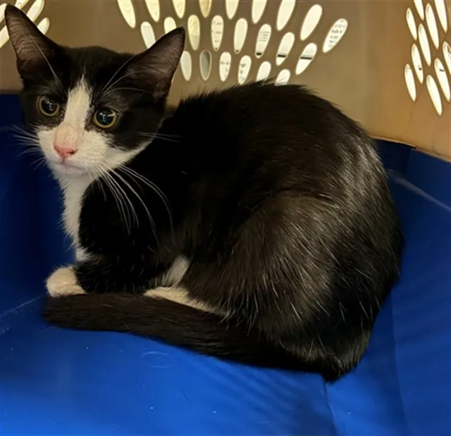 Adoptable Cat